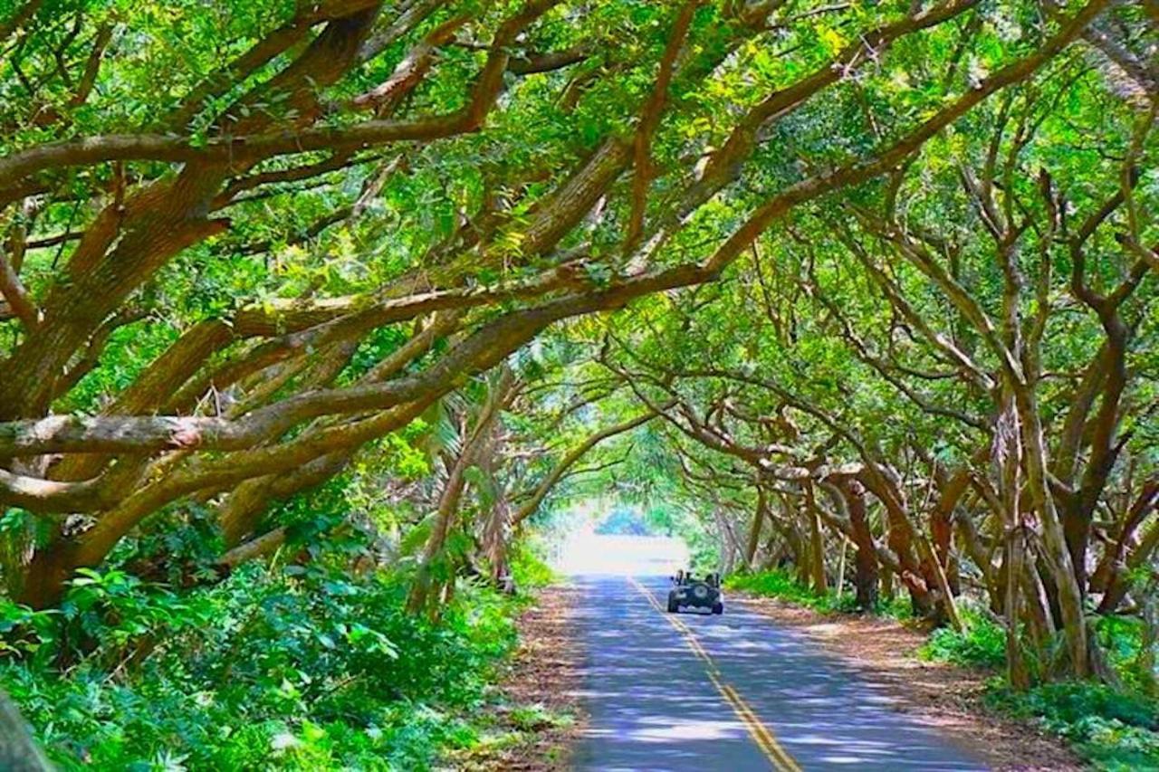Puna Pod Pahoa 外观 照片